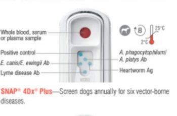 heartworm test 4dx|false positive heartworm antigen test.